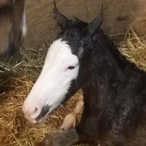 Meet your Posher, Charlotte